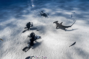 Divers photographing a Great Hammerhead Shark by Alex Suh 